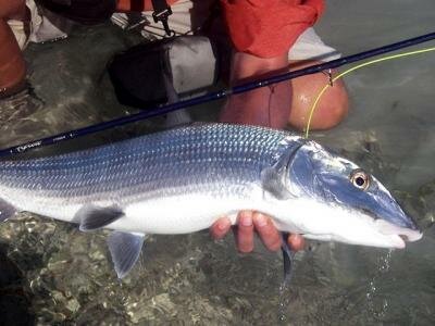 Bahamas - bonefish