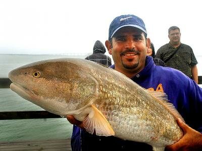 redfish