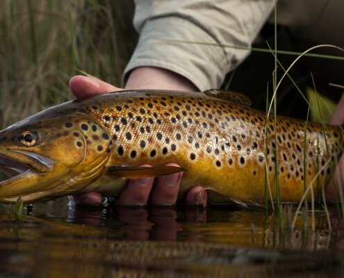 End of the dry fly season