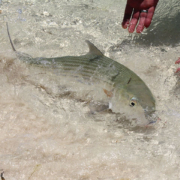 Bonefishing på den mexikanske atoll - Alacranes
