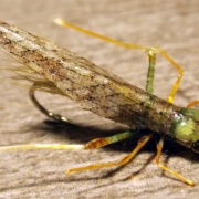 Grasshopper-fly-tying-instructions-by-Ruben-Martin