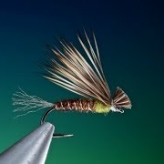 Tying-a-Pheasant-tail-X-Caddis-with-Barry-Ord-Clarke