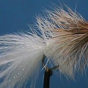 Beginner-Fly-Tying-a-Bow-River-Bugger-with-Jim-Misiura