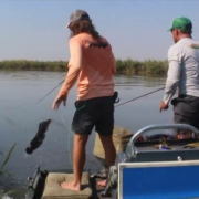Dangerous-Close-Encounter-on-the-Okavango-Swamps