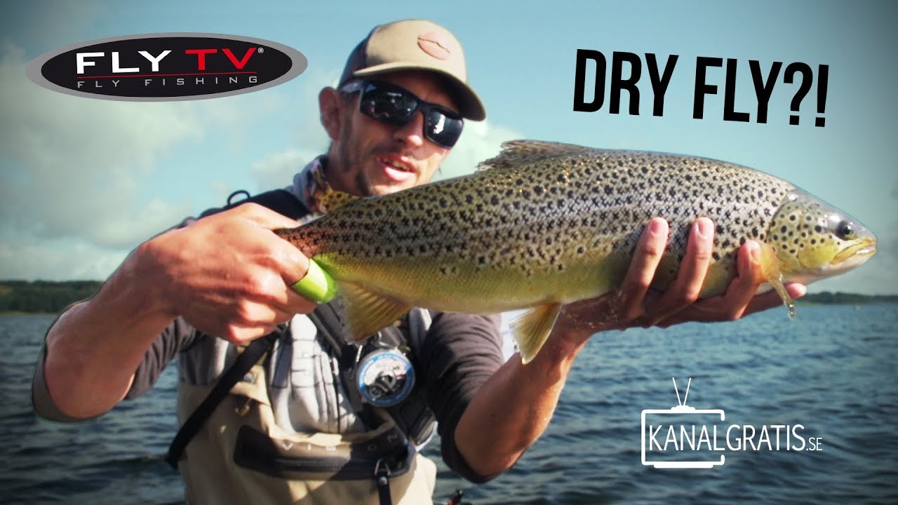 FLY-TV-Dry-Fly-Sea-Trout-Fishing-in-Denmark