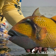 Flat-Out-Strange-Fly-Fishing-For-Trigger-Fish-In-Sudan