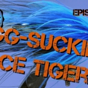 Fly-Tying-the-Egg-Sucking-Ice-Tiger-Steelhead-Salmon-Fly-Pattern-EP-85-PF