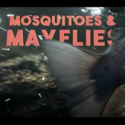 Mosquitoes-Mayflies-EP4-In-A-Cloud-Of-Caddis