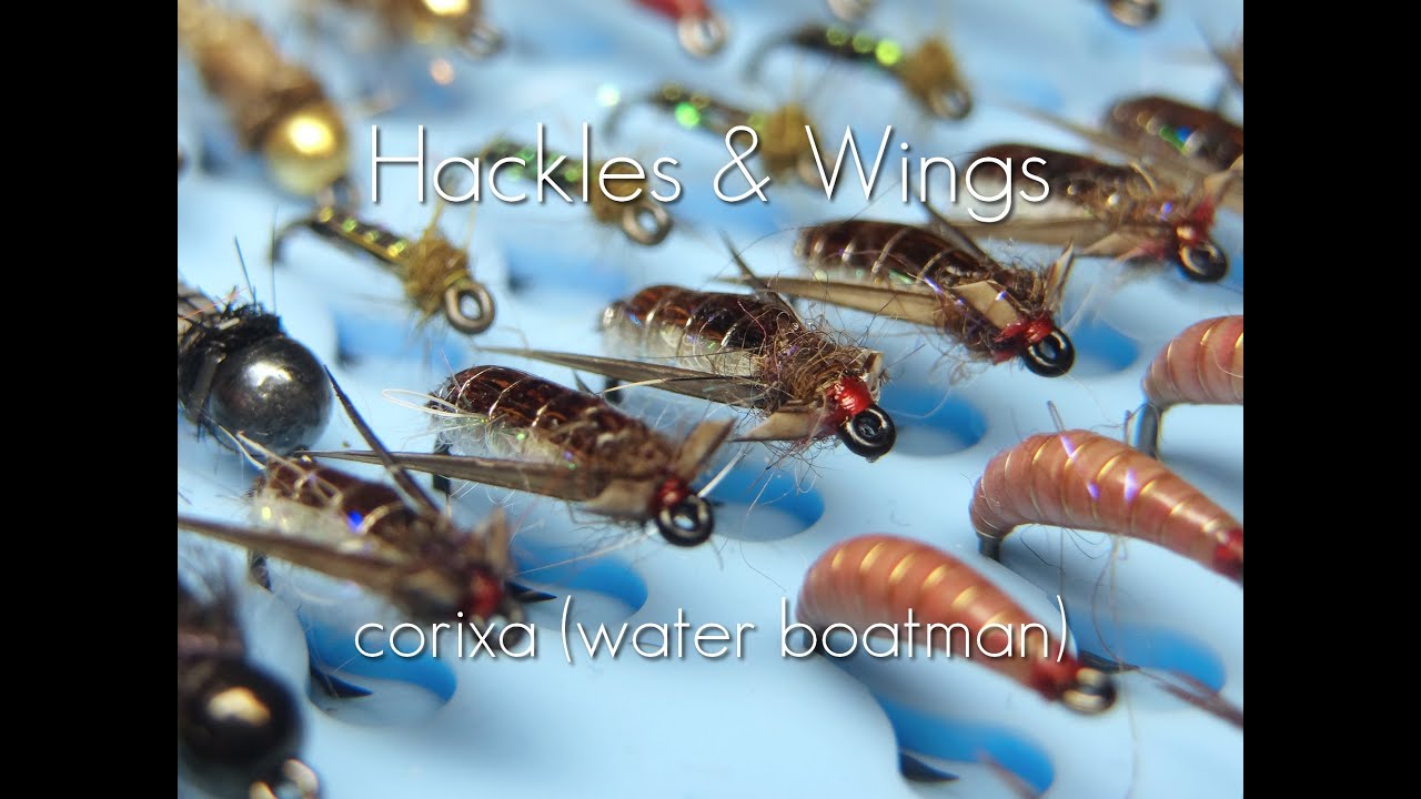 Fly-Tying-Corixa-Water-Boatman-Hackles-Wings