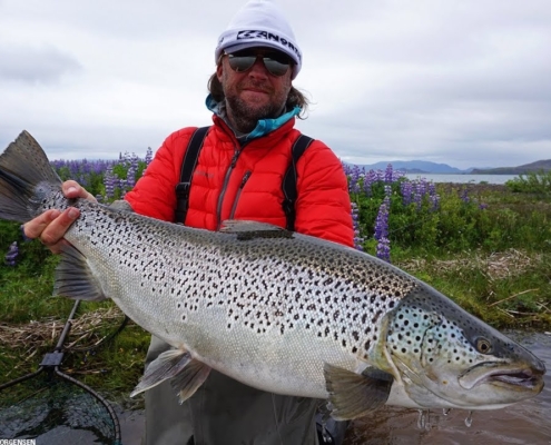 Monster-Brown-Trout-in-Iceland