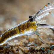 AHREX-Glass-Shrimp-Tied-by-Morten-Hansen