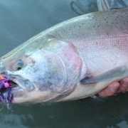 Alaska-Fly-Fishing-Silver-Means-Gold