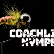 Coachline-Nymph