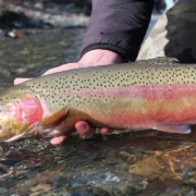 Fly-Fishing-Highlights-catch-and-RELEASE