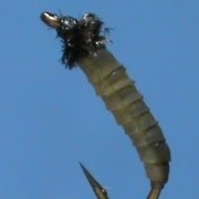 Fly-Tying-a-Deer-Creek-Caddis-Larva-with-Jim-Misiura