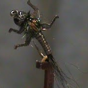 Fly-Tying-a-Tungsten-Bead-LivelyLegz-Nymph-with-Jim-Misiura