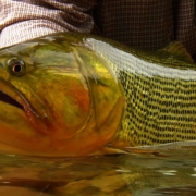 Golden-Dorado-Fishing-by-Todd-Moen