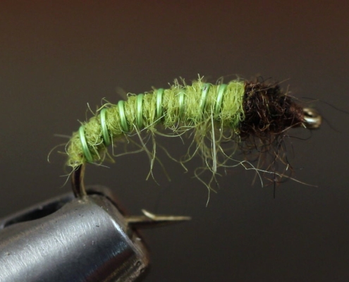 Green-Caddis-Larva