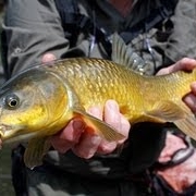 Yellowfishing-in-South-Africa