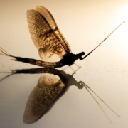 Brothers-On-The-Mayfly
