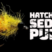 Hatching-Sedge-Pupa