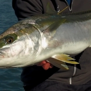 New-Zealand-Saltwater-Fly-Fishing-Traveltruly-Presents-King-Tide-On-The-Fly