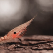 FLY-TYING-stf-shrimp-TUTORIAL