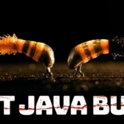 Hot-Lava-Bugs-East-to-tie-and-deadly-in-fast-water