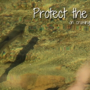 Protect-Edge-Cruising-Trout