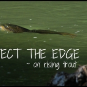 Protect-The-Edge-Rising-Trout