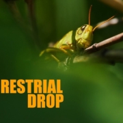 Terrestrial-Drop