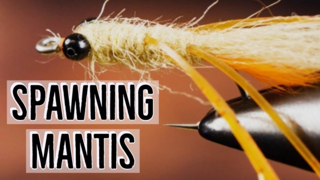 Spawning-Mantis-Shrimp-Tying-Tutorial