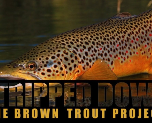 Stripped-Down-The-Brown-Trout-Project-IntroTrailer
