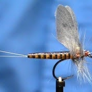 Fly-Tying-Realistic-Red-Quill-with-Jim-Misiura