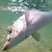 Fly-fishing-the-flats-for-Bone-Fish-Andros-Island