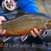 Igloo-Fly-Fishing-for-Trophy-Brook-Trout