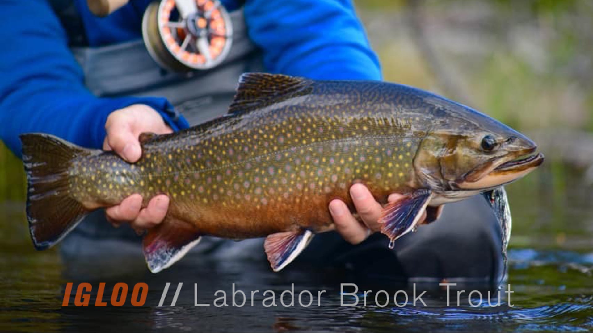 Igloo-Fly-Fishing-for-Trophy-Brook-Trout