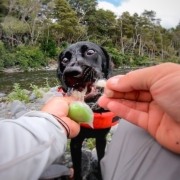 Nala-the-Lab-x.-Her-first-Fly-Fishing-experience
