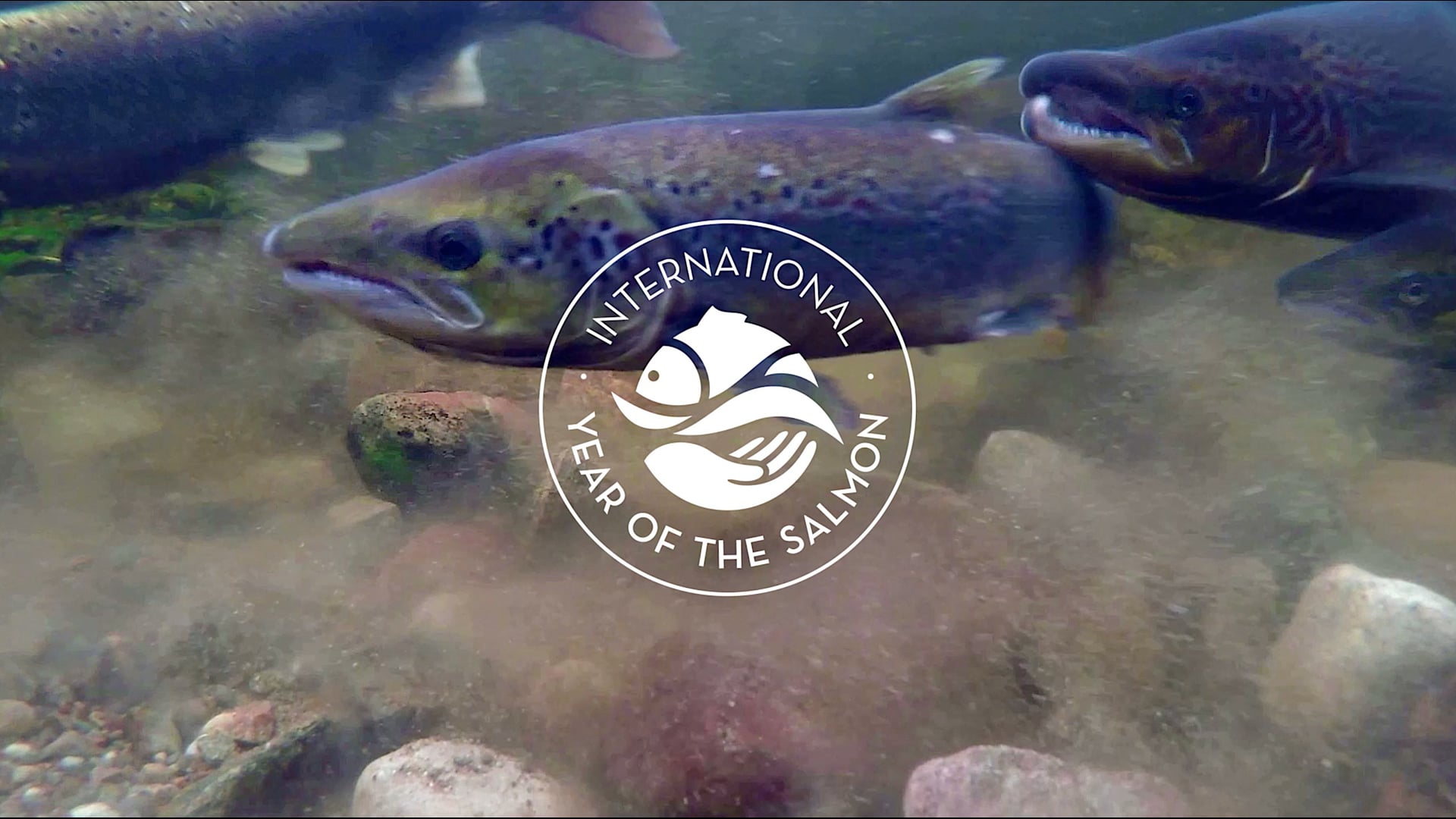Tweedstart-International-Year-of-the-Salmon-Film