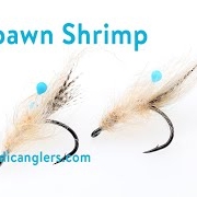Fluebinding-Spawn-Shrimp