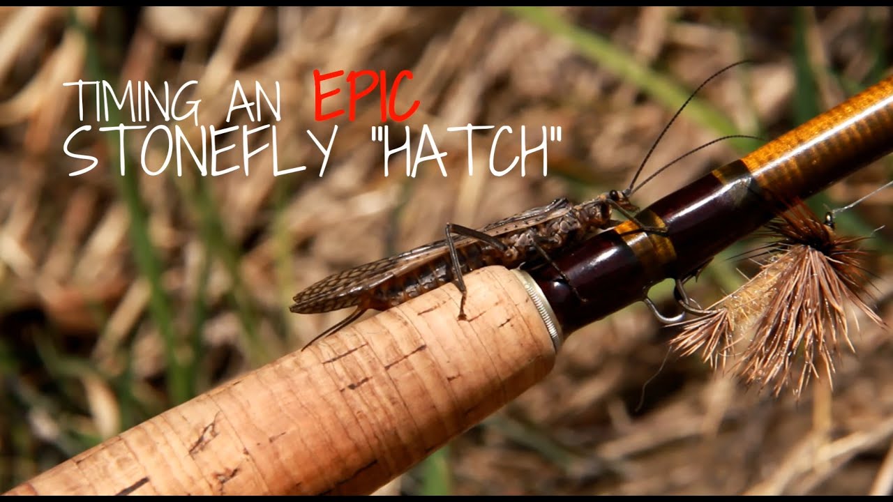 How-to-Predict-a-Stonefly-Hatch