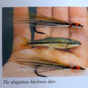 Tying-a-Blacknose-Dace-Fry-Pattern-with-Davie-McPhail