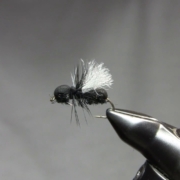 Black-Flying-Ant