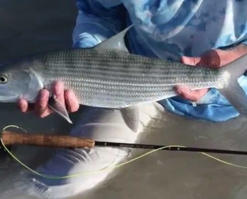 Fly-Fishing-for-BIG-Bonefish-on-a-4Wt.-Sage-ZXL-Rod-Fly-Fishing-Dreams