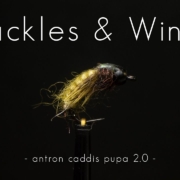 Fly-Tying-Antron-Caddis-Pupa-2.0-Hackles-Wings