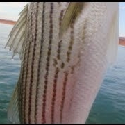 Lake-Powell-Boils-Fly-Fishing-for-Stripers