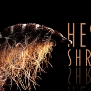 HESVO-Shrimp-How-to-make-a-great-shrimpscud-pattern-with-just-two-materials