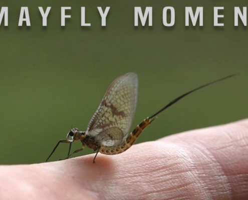 A-Mayfly-Moment