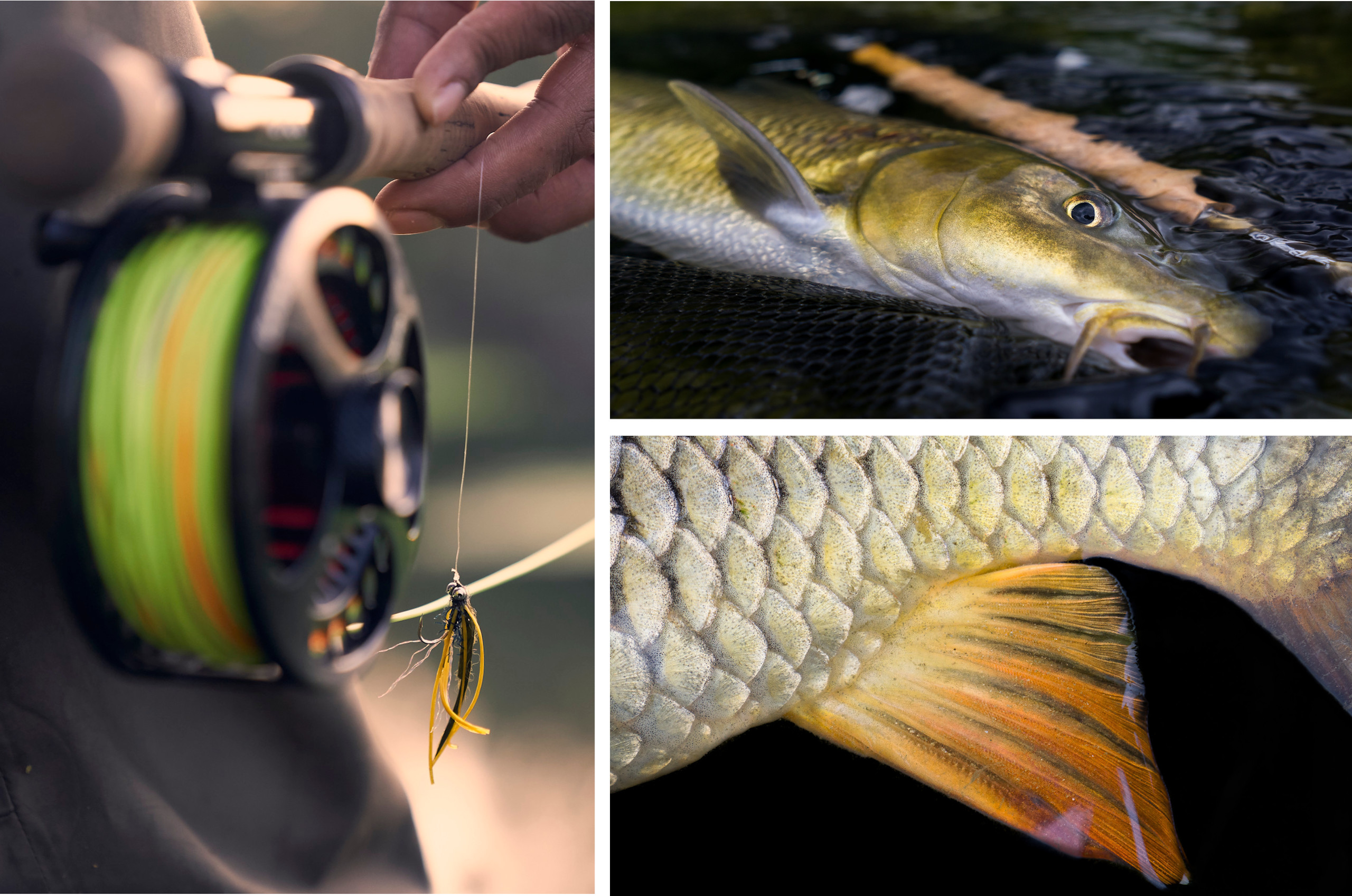 Fly fishing for barbel and carp