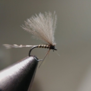 CDC-mayfly-size-20